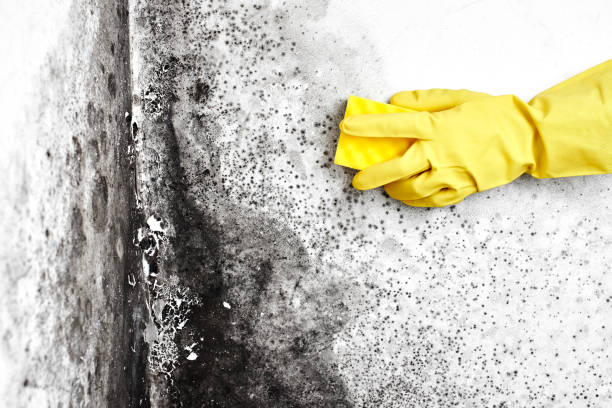 Best Emergency Mold Removal  in St Paul, NE
