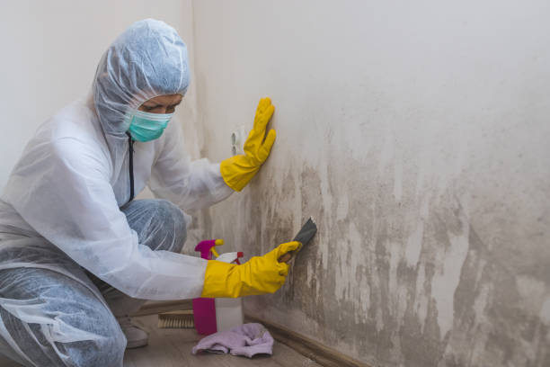 Best Residential Mold Removal  in St Paul, NE