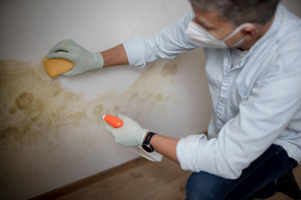 Best Fast Mold Removal  in St Paul, NE