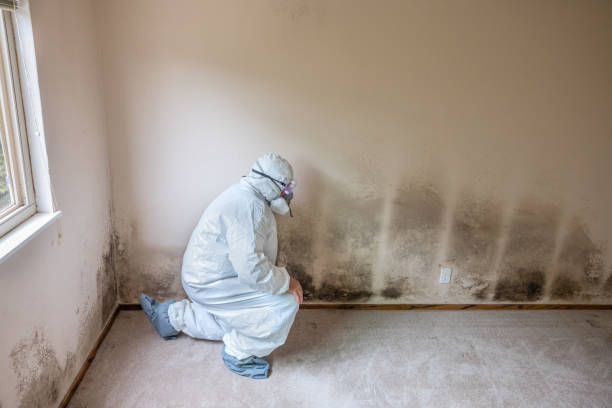Best Office Mold Removal Services  in St Paul, NE