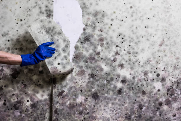 Best Mold Testing  in St Paul, NE